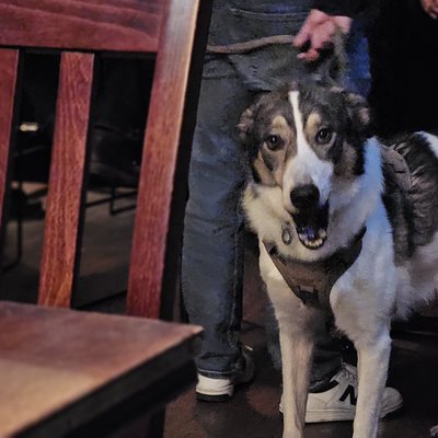 dog-pub-067-20241214.jpg