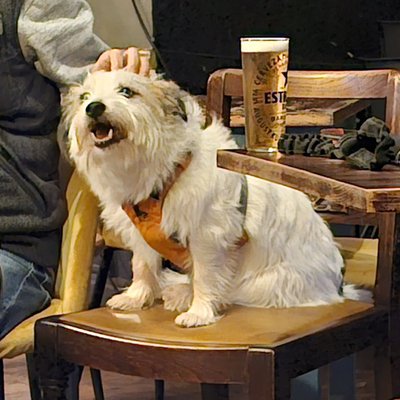 dog-pub-085-20250122.jpg