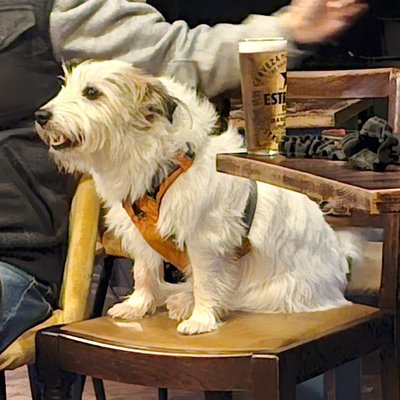 dog-pub-086-20250122.jpg