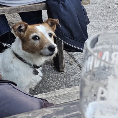 dog-pub-116-20250427.jpg